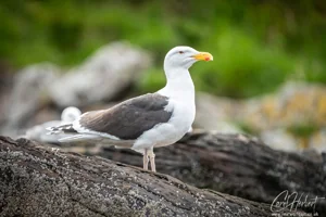 Great Black Backed Gull on a Rock Wall Art Prints