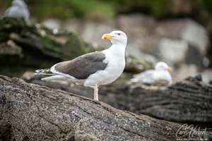 Great Black Backed Gull Wall Art Prints