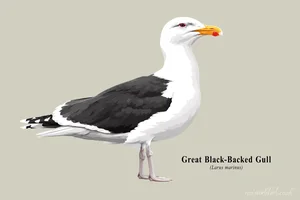 Great Black-Backed Gull Illustration Art Prints