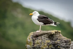 Young Great Black Backed Gull Wall Art Prints