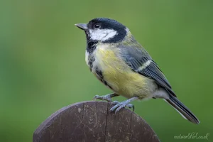 Great Tit Bird Greeting Cards