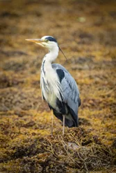 Grey Heron Wall Art Prints