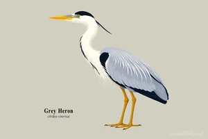Grey Heron Illustration Art Prints