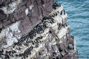 Guillimot Cliff Wall Art Prints