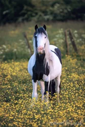 Gypsy Vanner Horse Canvas Wall Art