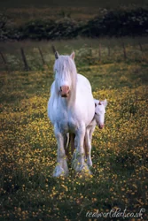 Gypsy Vanner Horse and Foal Canvas Wall Art