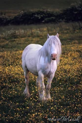 Serene Gypsy Vanner Horse Canvas Wall Art