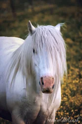 Gypsy Vanner Horse Close-up Canvas Wall Art