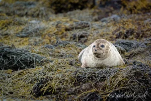 Resting Harbour Seal Canvas Wall Art