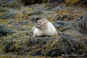 Happy Harbour Seal Canvas Wall Art