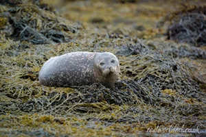 Serene Harbour Seal Canvas Wall Art