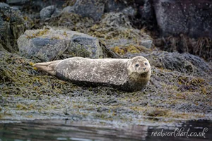 Relaxing Harbour Seal Canvas Wall Art