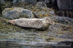 Resting Harbour Seal Canvas Wall Art