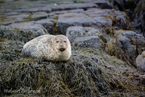 Smiling Harbour Seal Canvas Wall Art