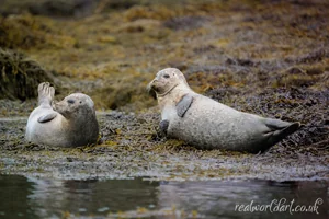 Watchful Harbour Seals Canvas Wall Art