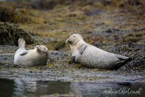Happy Harbour Seals Canvas Wall Art