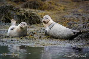 Curious Harbour Seals Canvas Wall Art