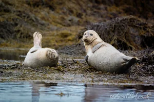 Friendly Harbour Seals Canvas Wall Art