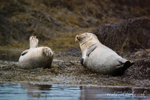 Relaxed Harbour Seals Canvas Wall Art