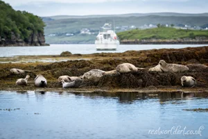 Harbour Seal Colony Canvas Wall Art