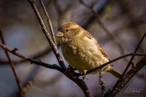 Female House Sparrow Foamex Prints