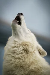 Baying Hudson Bay Wolf Canvas Wall Art