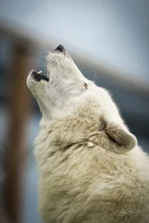 Howling Hudson Bay Wolf Canvas Wall Art