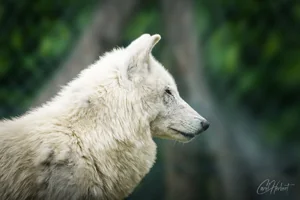 White Hudson Bay Wolf Canvas Wall Art