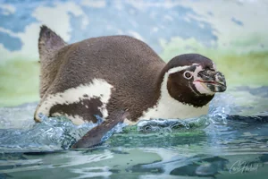 Humboldt Penguin in Water Wall Art Prints