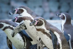 Humboldt Penguin Group Wall Art Prints