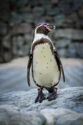 Humboldt Penguin on a Rock Wall Art Prints