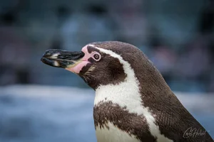 Humboldt Penguin Head Wall Art Prints