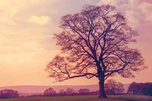Graves Park Sycamore Wall Art Prints