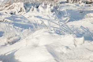 Icy Grass in Winter Art Prints