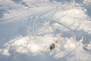 Winter Ice Grass Art Prints