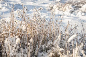 Winter Grass in Ice Art Prints