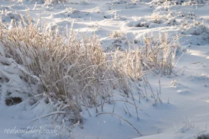Frosted Grass Glow Art Prints