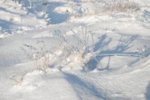 Icy Grassland Magic Art Prints