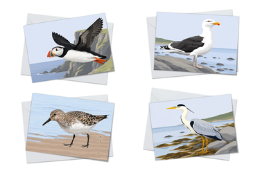 Illustrated Birds Set 1 Greeting Card Packs