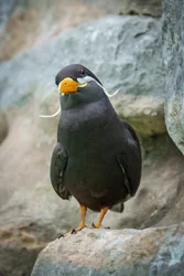 Inca Tern Portrait Wall Art Prints