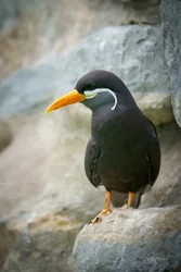 Inca Tern on Watch Wall Art Prints