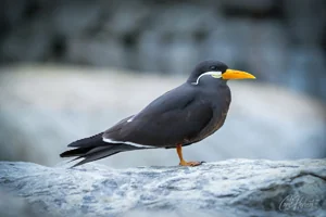 Inca Tern in Profile Wall Art Prints