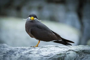 Inca Tern Gaze Wall Art Prints