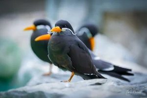 Inca Tern Group Wall Art Prints