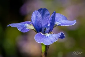 Blue Iris Art Prints