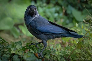 Jackdaw Among Ivy Leaves Canvas Wall Art