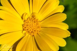 Lance-Leaved Coreopsis Flower Art Prints