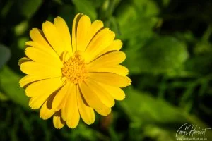 Lance-Leaved Coreopsis Art Prints