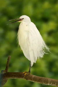 Little Egret Wall Art Prints