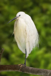 White Little Egret Wall Art Prints